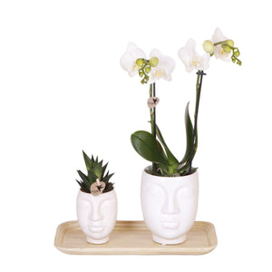 Ensemble de plantes Inner Retreat avec orchidée et rhipsalis