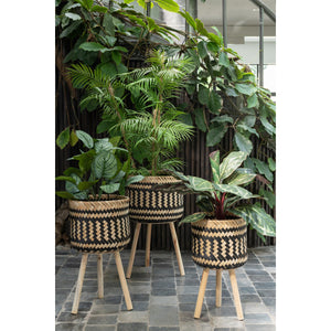 Plante Pothos J-Line en pot vert, vue de face avec feuillage luxuriant