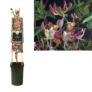 Lonicster Per. «SEROTIN '+3.0 Label - Ø17cm - ↕75cm