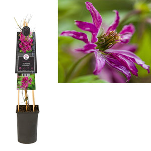 Clematis vit. Label PBR +3.0 'Rosalyn' - Ø17cm - ↕75cm