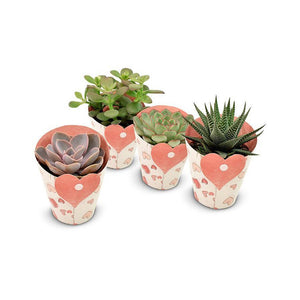 Plantes succulentes en cache-coeur - 4 pièces - Ø8,5cm - ↕11cm