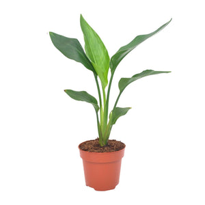 Cache-pot Strelie Régine 12 cm