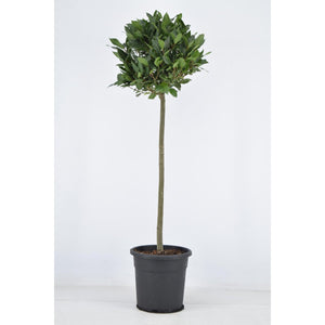 Laurus Nobilis Bol OP Stam - Ø25cm - ↕120cm