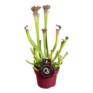 Sarracenia Farnhamii - Ø 12 cm - H 40 cm
