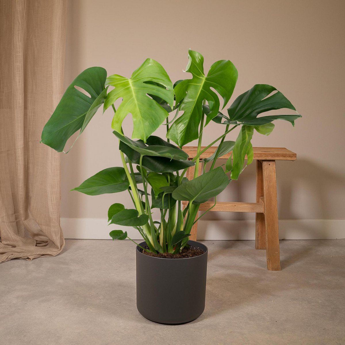 Monstera deliciosa en pot noir dans un salon, devant un rideau de lin et un banc en bois