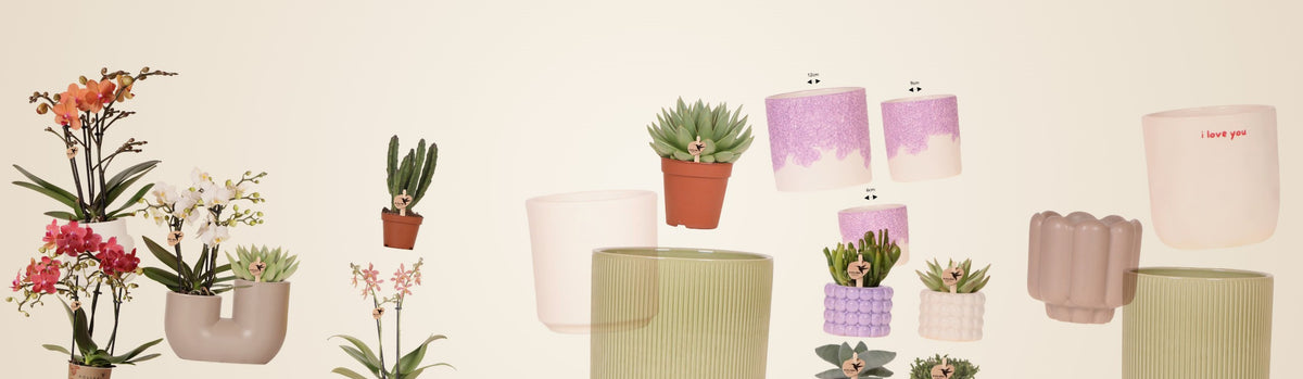 Collection Kolibri Company chez Homysa