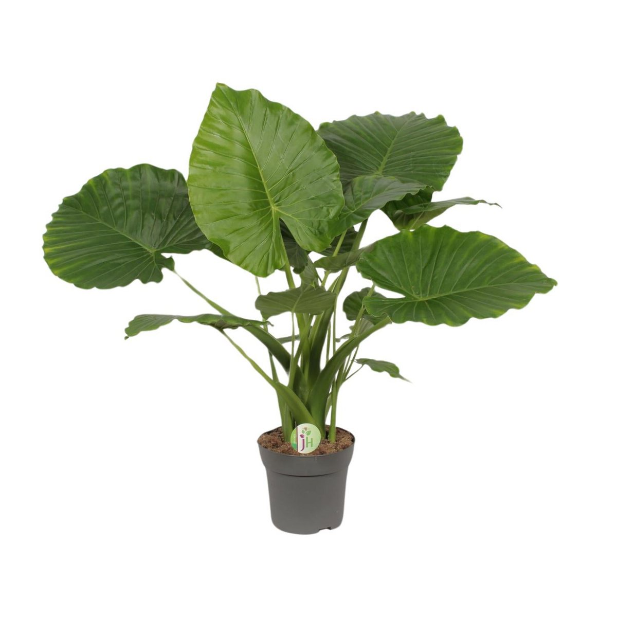 Plante verte d'intérieur MEER Planten en situation