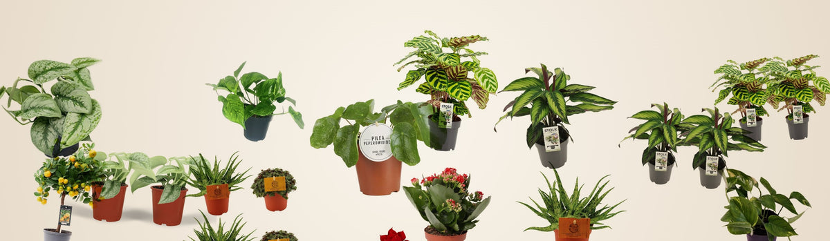 Collection Meer Planten chez Homysa