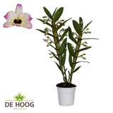 Dendrobium Nobile Sunny Eyes 2 Stam 12+ Tros de Hoog - Ø12cm - ↕50cm