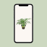 Mahonia Eur. Caresse douce - Ø13 cm - ↕20cm