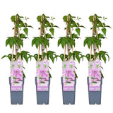4x - Clematis Hagley Hybrid - ↨65cm - Ø15