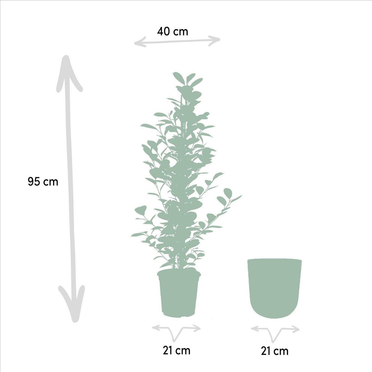 Détail du Ficus Microcarpa Monclam dans son pot Idk Lead