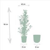 Détail du Ficus Microcarpa Monclam dans son pot Idk Lead