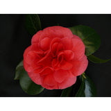 Camellia jap. 'Lady Campbell' - Ø26cm - ↕55cm - Ø26 - ↨55cm