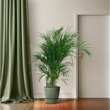 Dypsis Lutescens dans un pot moderne sur un fond lumineux