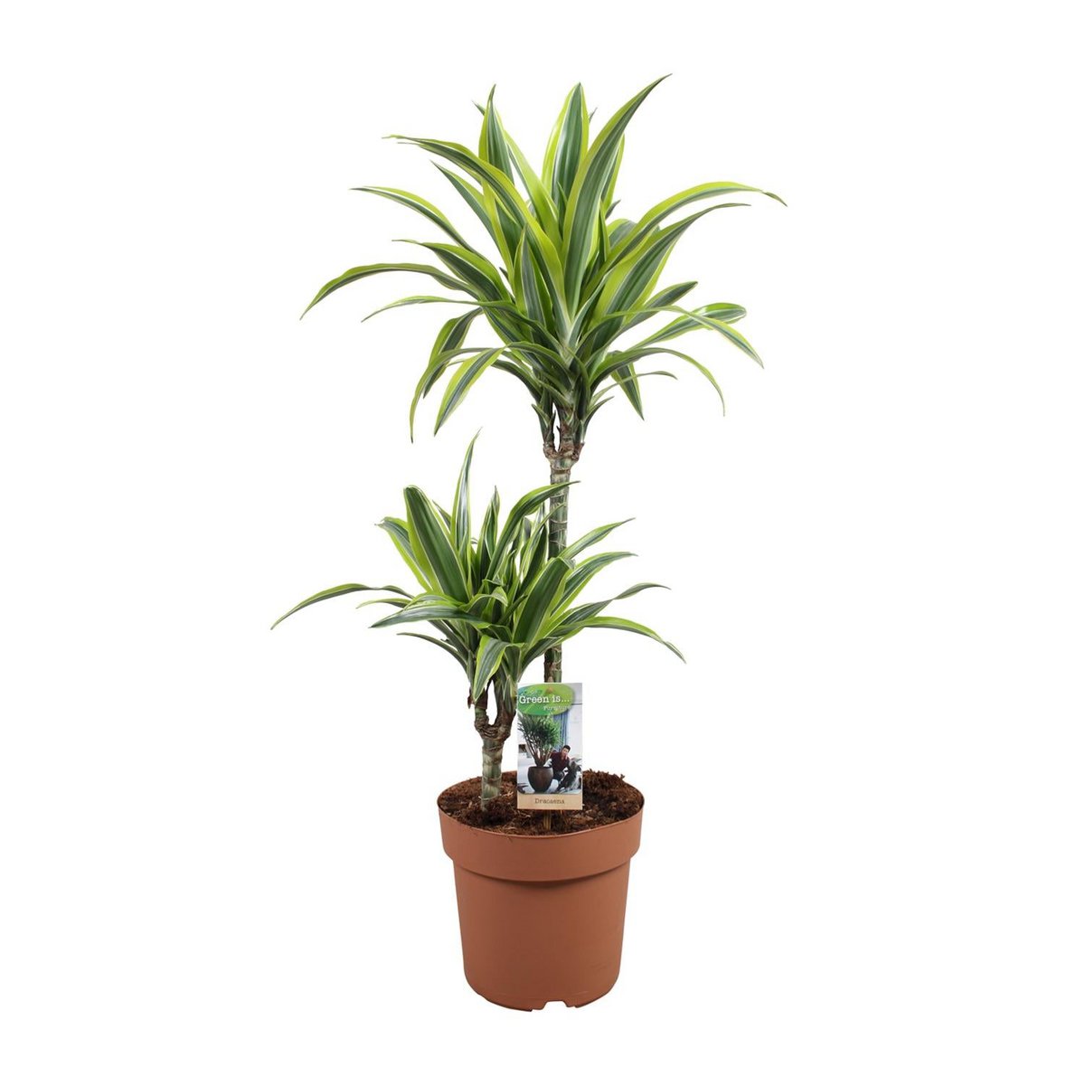 Détail des feuilles de la Dracaena Lemon Lime, texture élégante