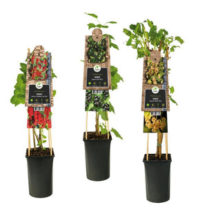 Fruit de mixage, baies +3,0 étiquette - Ø17cm - ↕75cm