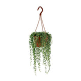 Senecio Herreianus - Ø12cm - ↕20cm