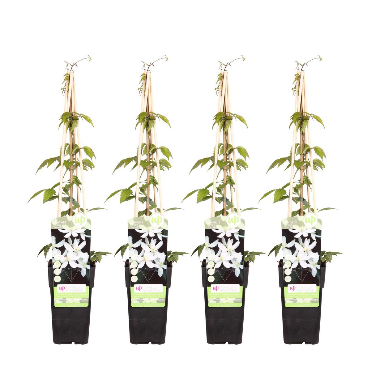 4x - Clematis Montana 'Grandiflora' - ↨65cm - Ø15