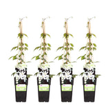 4x - Clematis Montana 'Grandiflora' - ↨65cm - Ø15