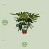 Fatia japonica variata - Ø19cm - ↕60cm