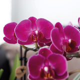 Vue latérale du pot avec orchidées violettes
