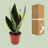 Sasserie Future Superba - Ø12cm - ↕3cm