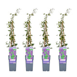 4x - Clematis 'Polish Spirit' - ↨65cm - Ø15