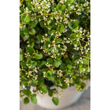 Viburnum 'Fairy Stars' - Ø13cm - ↕20cm