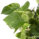 Reine de marbre Epipremnum - Scindapsus - Ø15cm - ↕25cm