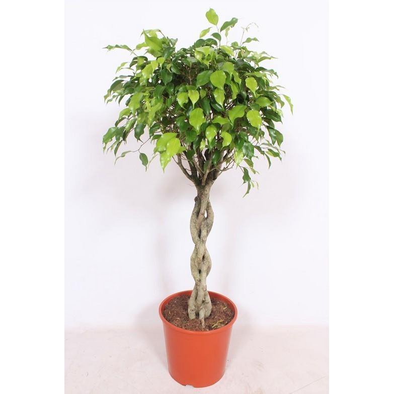 Ficus exotica - plante d'intérieur avec feuilles brillantes et motifs uniques