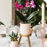 Maison Colibri | Support à plantes - Réhausse à plantes en bois Ø12cm