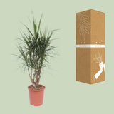 Dracaena Marginata - Ø27cm - ↕130cm