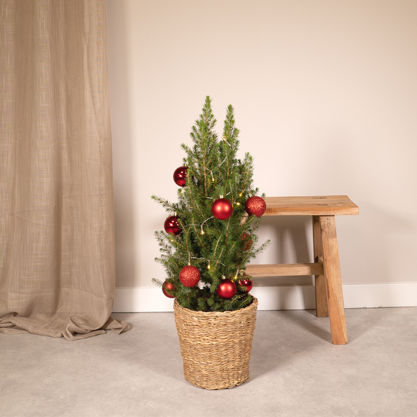 Picea glauca conica - Ø21cm - ↕80cm - rouge - Ø21 - ↨80cm