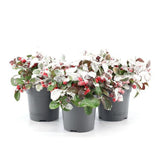Gaultheria Pr. 'Big Berry' + Neige - 3 pièces - Ø10cm - ↕15cm