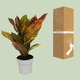 Codiaeum petra - Ø1117cm - ↕45cm