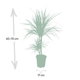 Dracaena marginata - Dragonnier - Ø17cm - ↕70cm