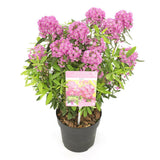 Plante artificielle Kalmia rouge en pot