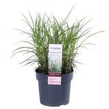 Miscanthus sinensis Ferner Osten - Ø19 - ↨50cm