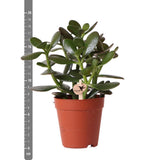 Plante artificielle Crassula Ovata verte en pot Ø9 cm