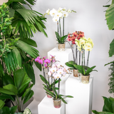 Coffret surprise 4 orchidées différentes 12 cm