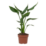 Strelitzia Queen - Ø12cm - ↕35cm