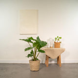 Alocasia portodora Ø21 cm verte