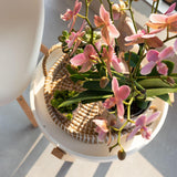 Orchidée Treviso rose avec pot Ø9 cm