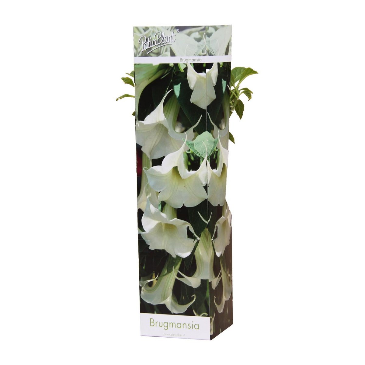 Plante Brugmansia blanche en pot