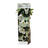 Plante Brugmansia blanche en pot