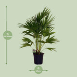 Plante artificielle livistona en pot Ø24 cm hauteur 100 cm
