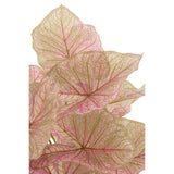 Plante Caladium en pot, détail des feuilles en plastique rose clair et vert