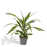 Dracaena Fragrans Citron Lime - Dragonnier - Ø17cm - ↕40cm