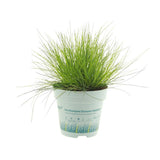 Deschampsia Flexuosa AmiLime - Ø11cm - ↕25cm